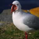 This Seagull Is Gonna Need To Hold Onto Your Camera on Random Angry Birds That Are Outraged By Your Existence