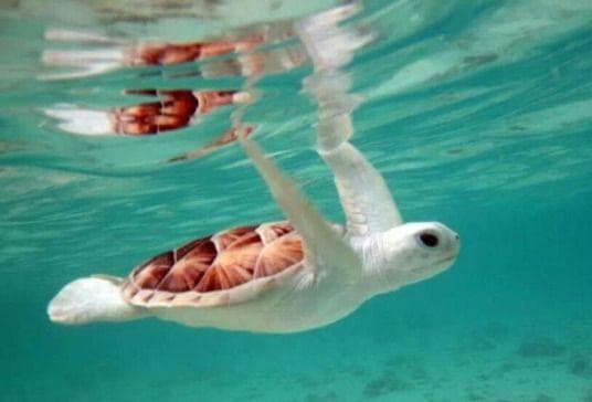 19 Incredible Albino Aquatic Animals