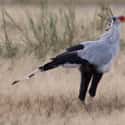 The Might Be Named After Their Physical Similarities To Male Secretaries on Random Fascinating Facts About Secretary Bird, A Snake-Killing Badass