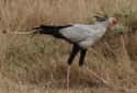 They Are Being Studied To Possibly Assist In Robotic Prosthetics on Random Fascinating Facts About Secretary Bird, A Snake-Killing Badass
