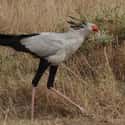 They Are Being Studied To Possibly Assist In Robotic Prosthetics on Random Fascinating Facts About Secretary Bird, A Snake-Killing Badass