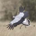 Males Do Aerial Dances For Females on Random Fascinating Facts About Secretary Bird, A Snake-Killing Badass
