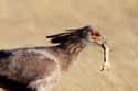 They Are One Of The Only Terrestrial Birds Of Prey on Random Fascinating Facts About Secretary Bird, A Snake-Killing Badass