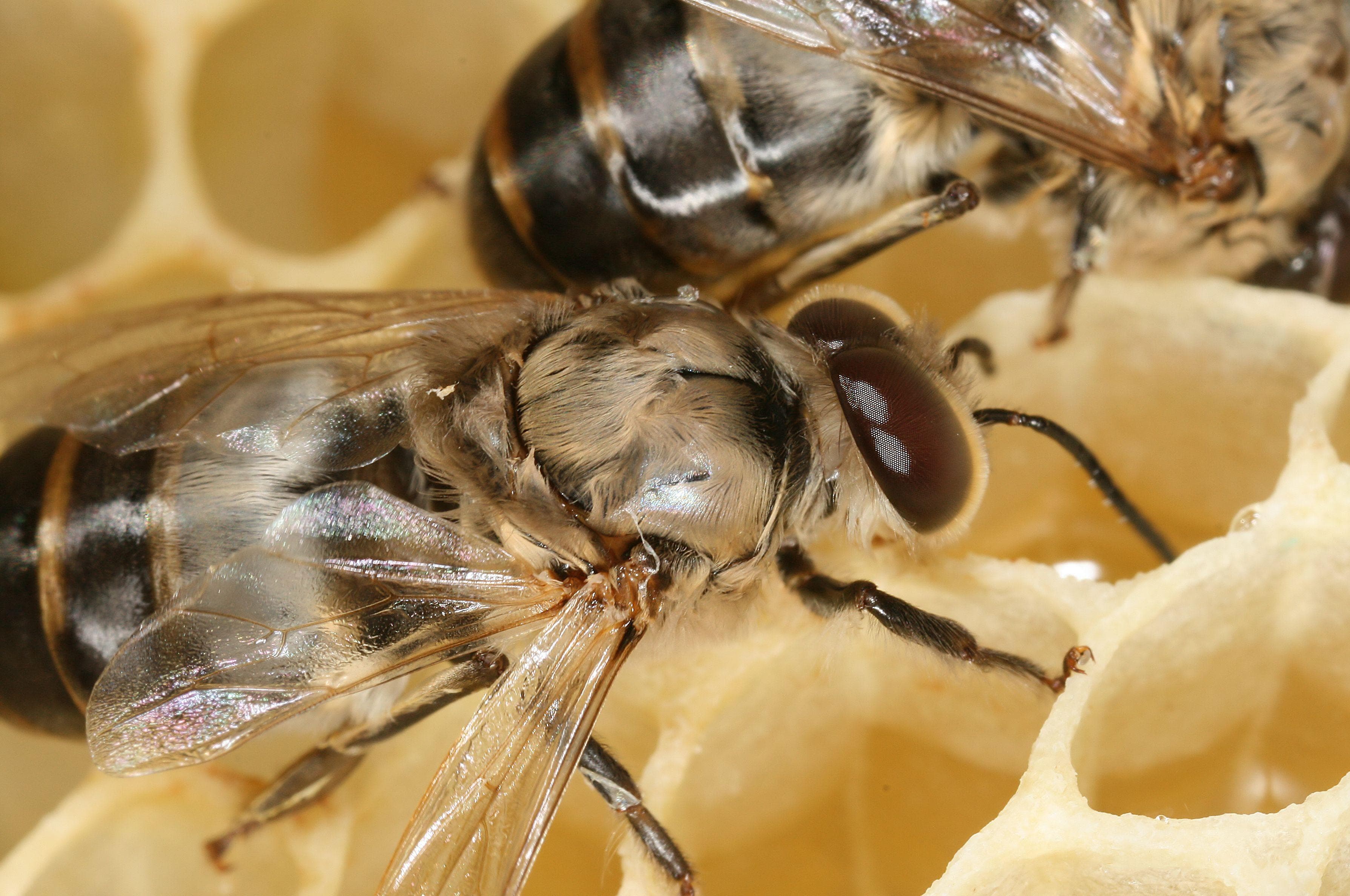 What's Really Going On With Honey Bee Extinction