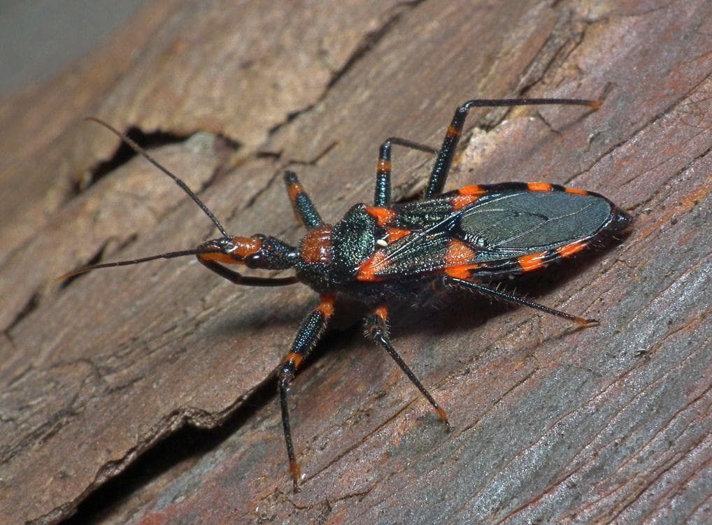 8 Incredible Facts About The Assassin Bug, An Aptly Named Insect