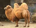 Humps Store Fat So They Can Go For Long Periods Without Food on Random Things You Never Knew About Camels