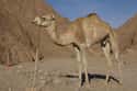 They Have Some Of The Most Efficient Kidneys Of All Animals, Which Turns Their Urine Into Thick Syrup on Random Things You Never Knew About Camels