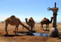 They Have Specially Shaped Red Blood Cells So They Can Take In Huge Amounts Of Water on Random Things You Never Knew About Camels