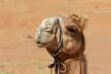 The Hump Also Helps Camels To Keep Cool In The Desert on Random Things You Never Knew About Camels