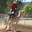 There Are Professional Camel Racers In Several Countries on Random Things You Never Knew About Camels