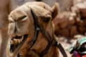 Camels Have A Third Eyelid To Wipe Sand Away on Random Things You Never Knew About Camels