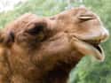 They Can Also Completely Close Their Nostrils on Random Things You Never Knew About Camels
