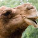 They Can Also Completely Close Their Nostrils on Random Things You Never Knew About Camels