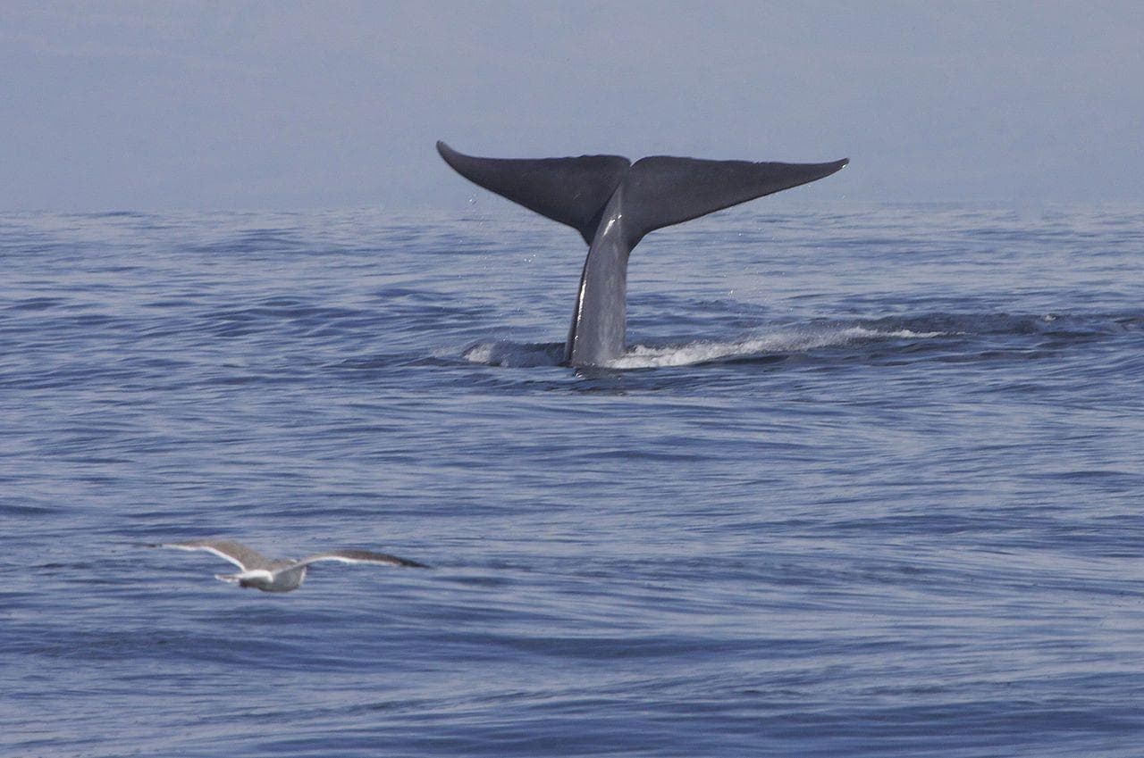 Random Things that Happens When Dead Whales Sink To Bottom Of Ocean