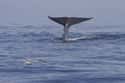 The Whale Passes Away on Random Things that Happens When Dead Whales Sink To Bottom Of Ocean