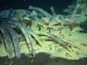 Bacteria Breaks Down The Bones' Lipids on Random Things that Happens When Dead Whales Sink To Bottom Of Ocean