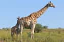 Giraffes Have To Survive A Six-Foot Drop And Learn How To Walk In An Hour on Random Baby Animals That Have To Go Through Brutal Gauntlets To Survive