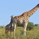 Giraffes Have To Survive A Six-Foot Drop And Learn How To Walk In An Hour on Random Baby Animals That Have To Go Through Brutal Gauntlets To Survive