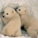 Polar Bear Cubs Face Starvation, Freezing Temperatures, And Predators on Random Baby Animals That Have To Go Through Brutal Gauntlets To Survive