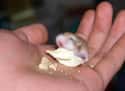 Adorable Baby Hamsters Have To Survive Their Cannibalistic Mothers on Random Baby Animals That Have To Go Through Brutal Gauntlets To Survive