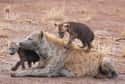 Spotted Hyenas Must Learn To Kill Or Be Killed on Random Baby Animals That Have To Go Through Brutal Gauntlets To Survive
