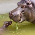 Baby Hippopotamuses Nearly Drown As Soon As They're Born on Random Baby Animals That Have To Go Through Brutal Gauntlets To Survive