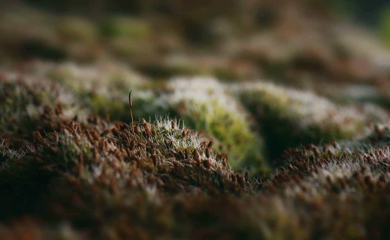 The First Land Plants Were Moss-Like