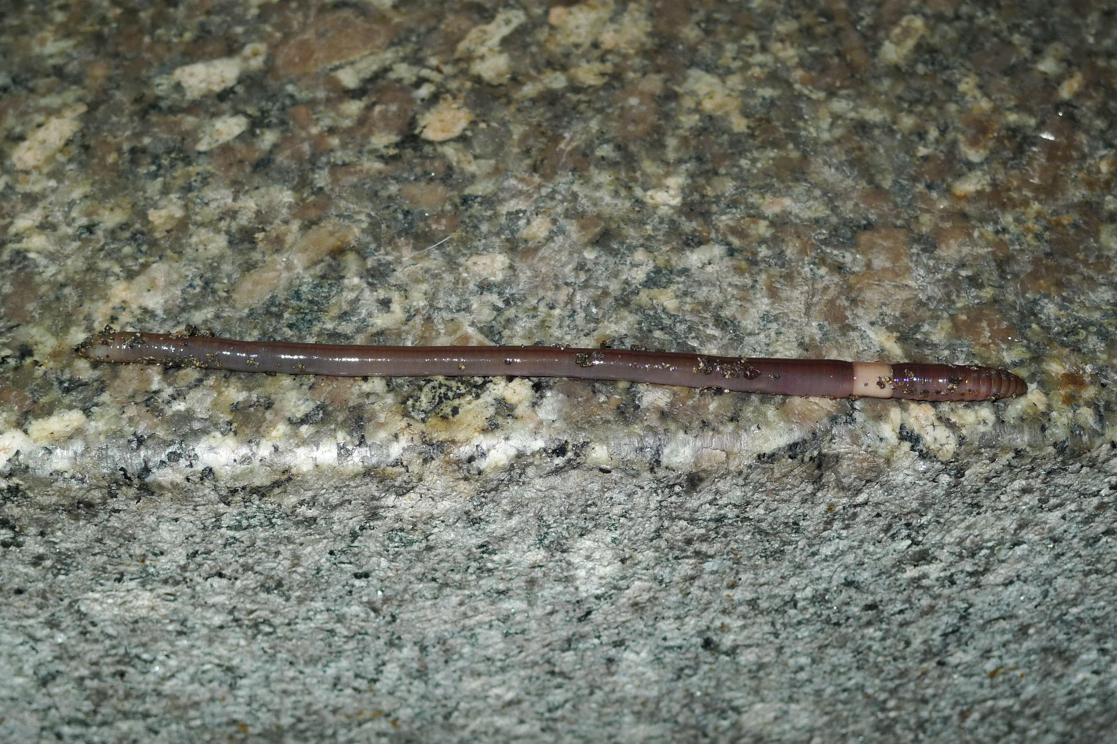 11 Super Interesting Facts About Earthworms