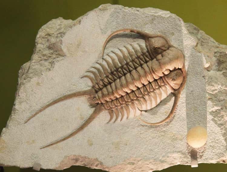 precambrian animals list