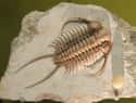 Trilobites Covered The Globe on Random Borderline Horrifying Prehistoric Creatures That Lived 500 Million Years Ago