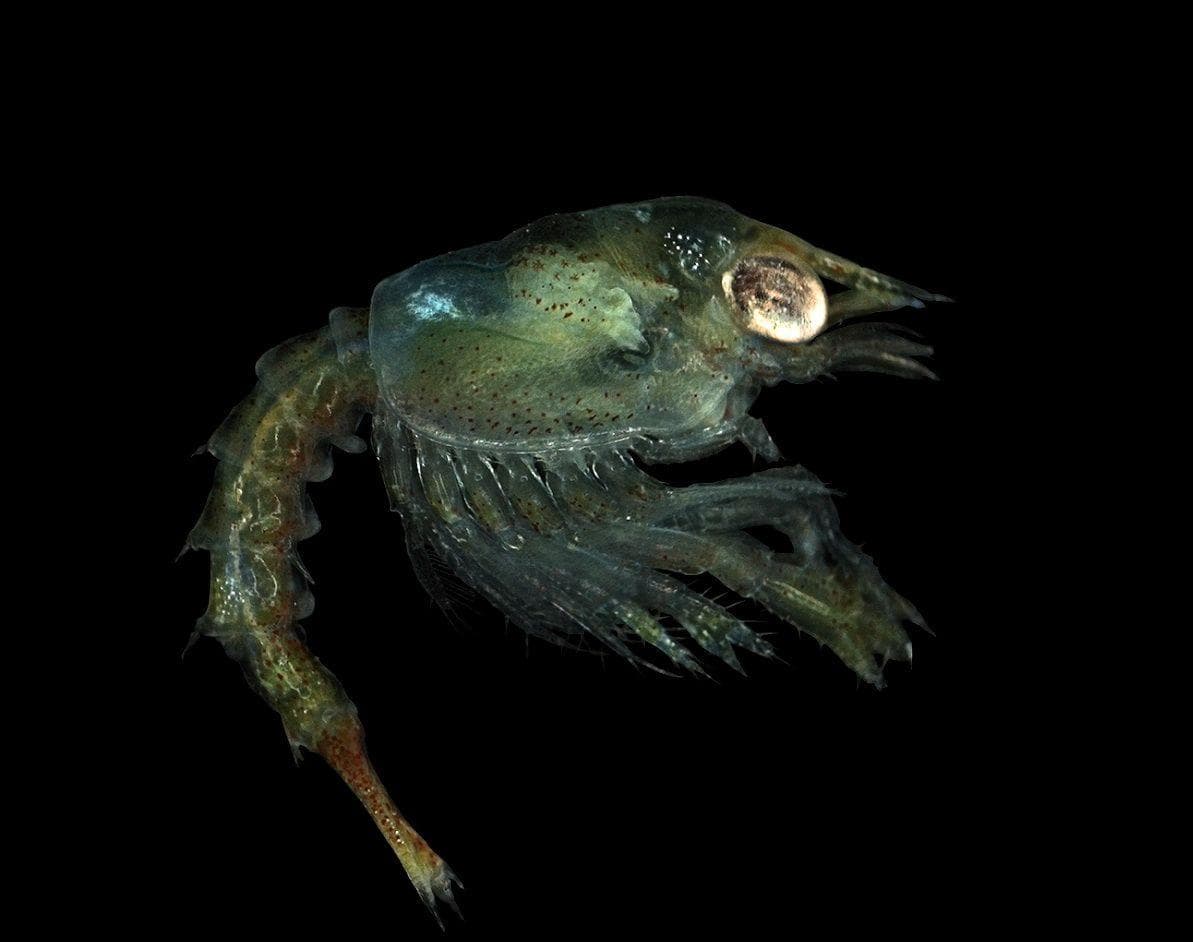 11 Creepy Facts About Japanese Spider Crabs