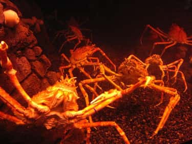 11 Creepy Facts About Japanese Spider Crabs