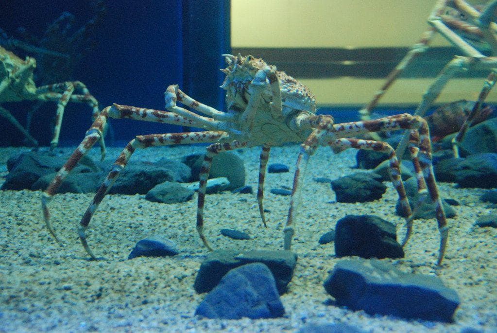 11 Creepy Facts About Japanese Spider Crabs