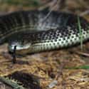 The Mainland Tiger Snake Prefers To Bite In Australian Suburbs on Random Deadly Animals That Prove Australia Is Scariest Place On Earth