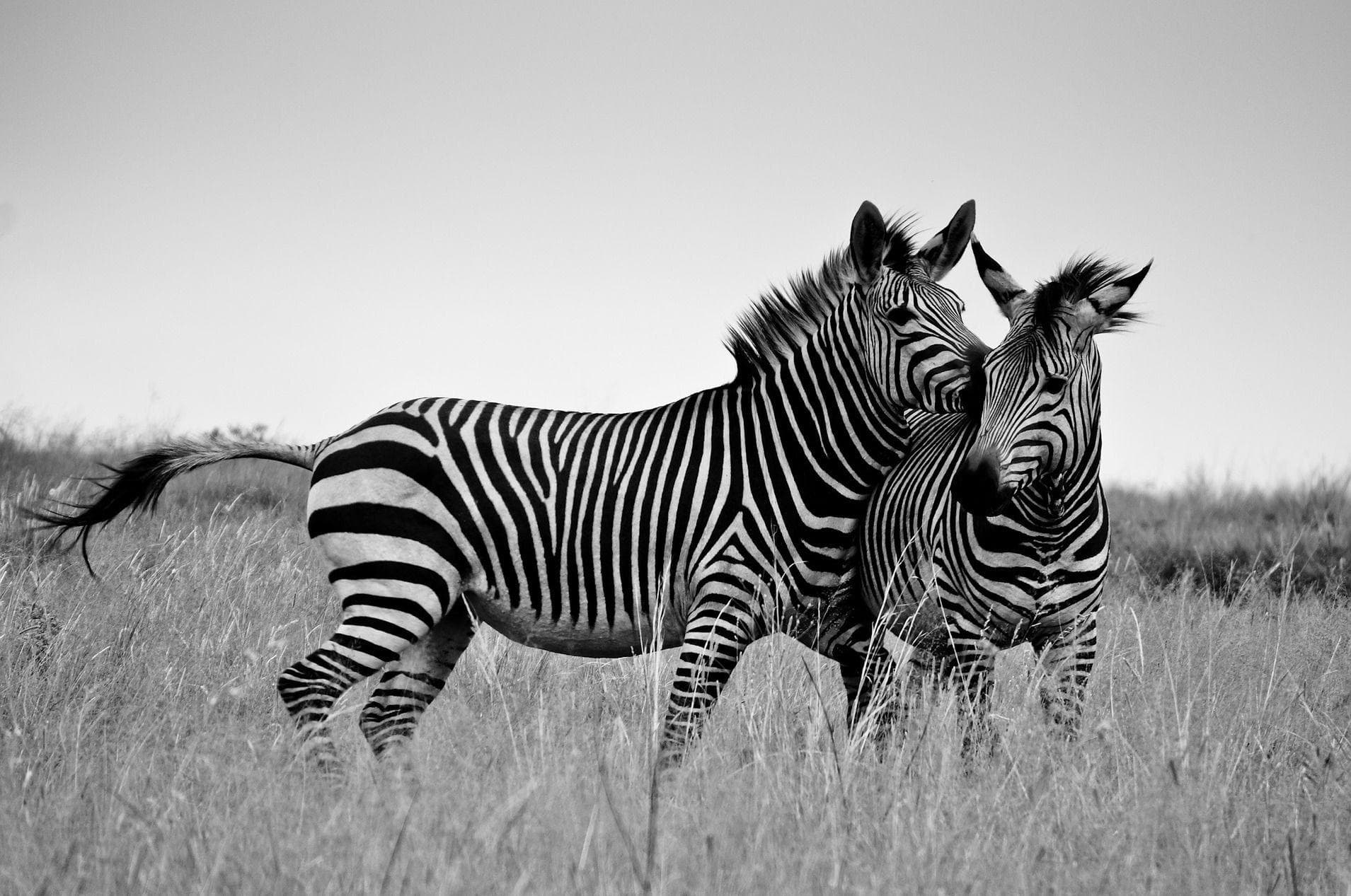 Random Crazy Facts About Plains Zebra