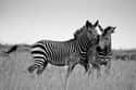 Zebras Are Too Wild To Be Tamed on Random Crazy Facts About Plains Zebra
