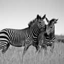Zebras Are Too Wild To Be Tamed on Random Crazy Facts About Plains Zebra