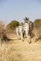 Most Can Never Be Ridden on Random Crazy Facts About Plains Zebra