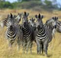 Zebras Don't Bark, But They Do Bite on Random Crazy Facts About Plains Zebra
