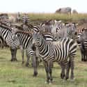 Zebras Sleep Standing Up on Random Crazy Facts About Plains Zebra