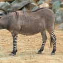 There Are Human-Created Zebra Hybrids Called Zebroids on Random Crazy Facts About Plains Zebra