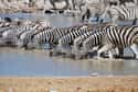 Their Stripes Are The Fingerprints Of The Zebra World on Random Crazy Facts About Plains Zebra