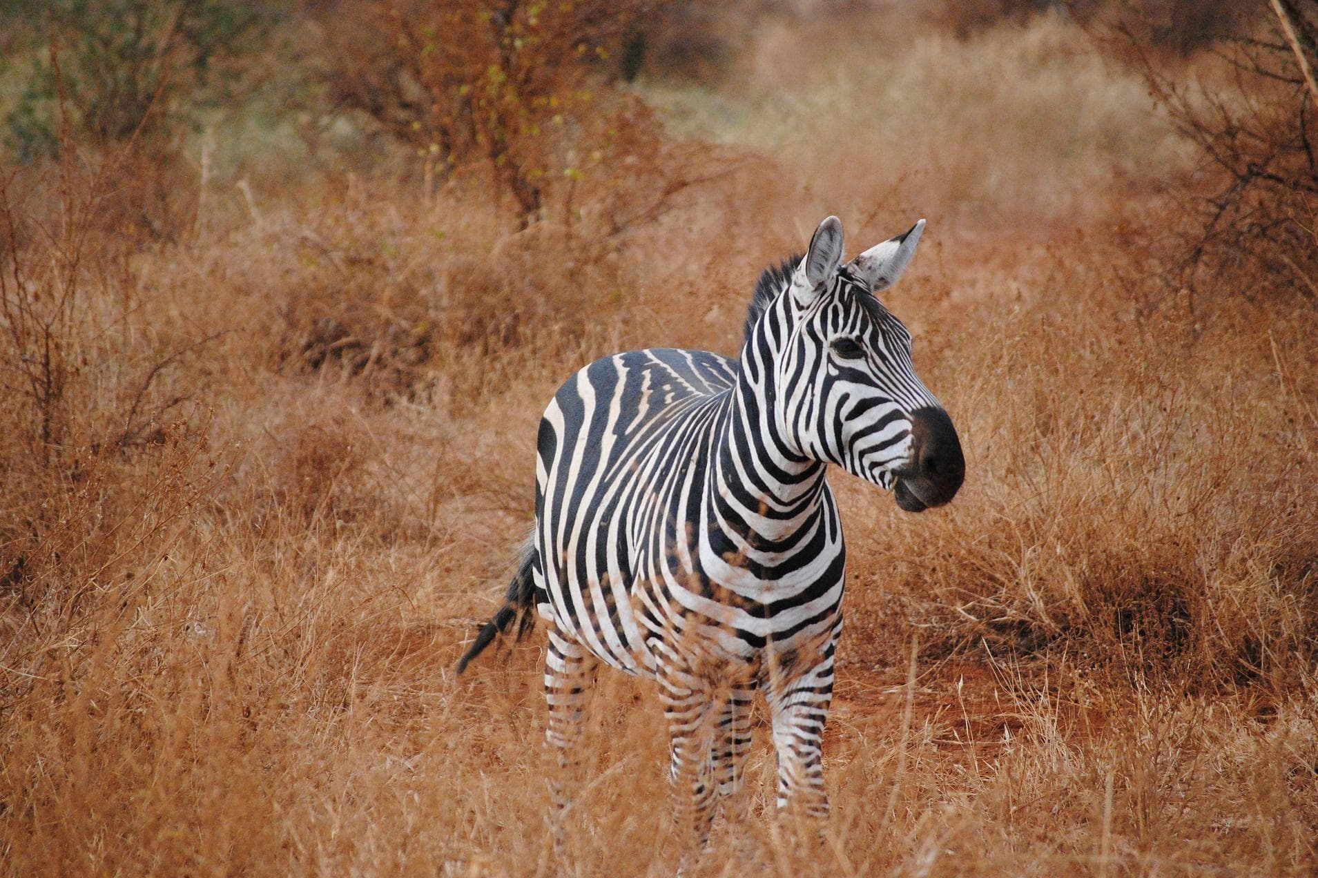 12 Crazy Facts About The Plains Zebra