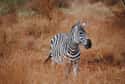 They Travel An Average Of 1,800 Miles Every Single Year on Random Crazy Facts About Plains Zebra