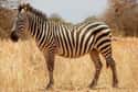 Zebras Were To Roman Circuses What Elephants Are To Modern Circuses on Random Crazy Facts About Plains Zebra