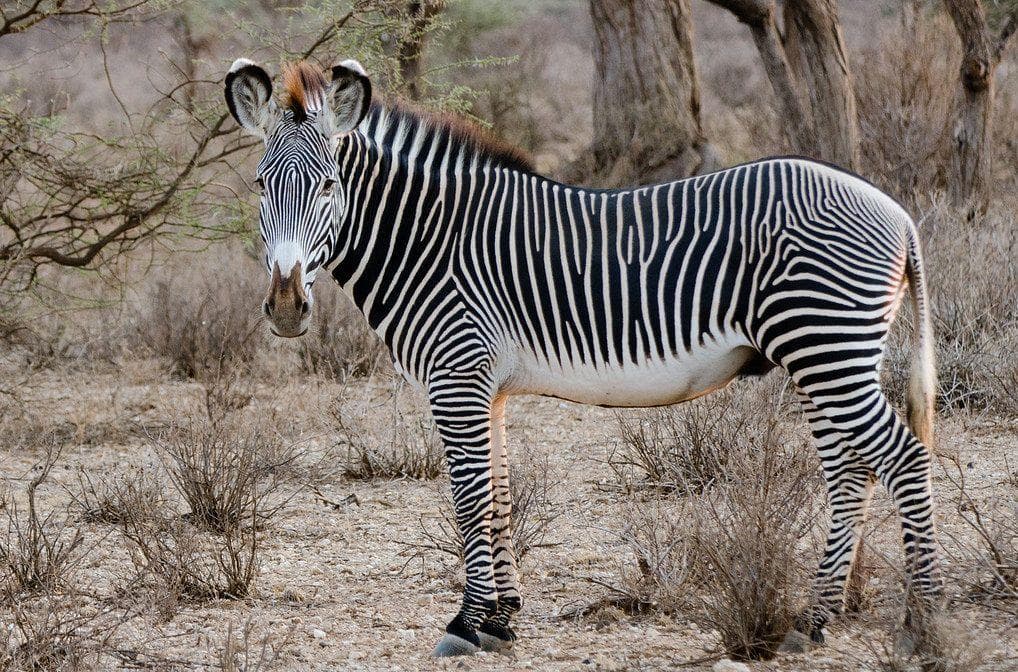 12 Crazy Facts About The Plains Zebra