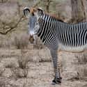 Grevy’s Zebras Are Endangered And Their Population Has Declined 50% In The Last Two Decades on Random Crazy Facts About Plains Zebra