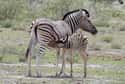 Zebra Foals Walk Within Minutes Of Being Born on Random Crazy Facts About Plains Zebra