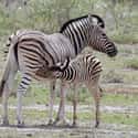 Zebra Foals Walk Within Minutes Of Being Born on Random Crazy Facts About Plains Zebra