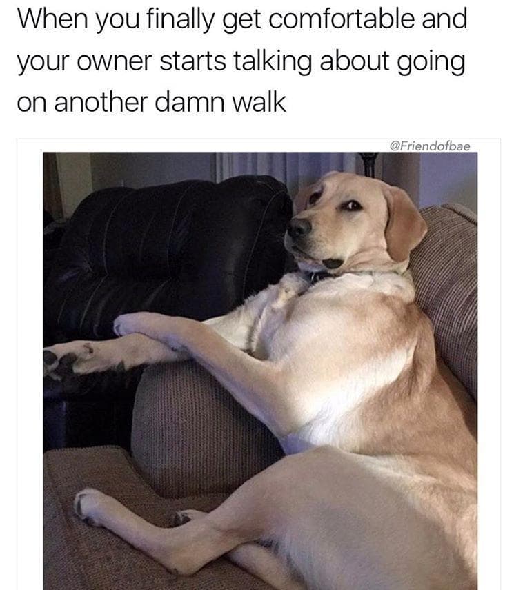 This Good Boy Is A Tired Boy